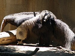 Oso hormiguero gigante junto a su cría