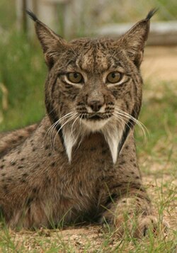Lince ibérico en su hábitat