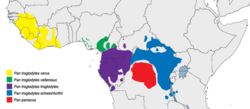 Mapa de distribución geográfica del chimpancé y del bonobo.