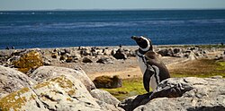 Pingüinos en la Isla Pingüino