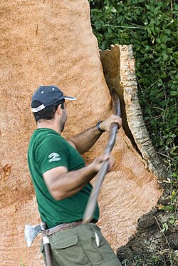 Trabajadores realizando labores de extracción en un tronco de alcornoque