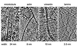 Microfotografía electrónica que compara los diámetros de las estructuras del citoesqueleto
