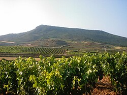 Viñedos en una zona montañosa de La Rioja
