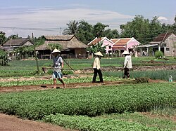 Campesinos vietnamitas