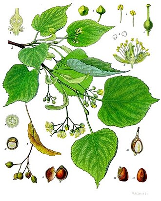 Ilustración botánica histórica de Tilia cordata en Köhler's Medicinal Plants
