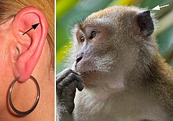 Tubérculo de Darwin en humanos y macacos