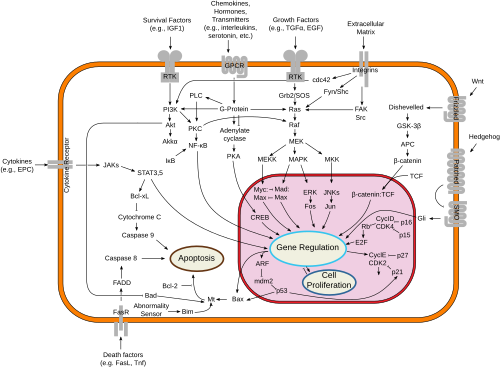 Esquema de rutas de transducción de señales a nivel intracelular en un sistema biológico.