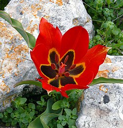 Ejemplar de Tulipa agenensis mostrando su flor silvestre
