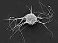 Estructura celular detallada de organismos relacionados con el origen de los metazoos.