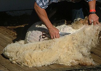 Demostración de esquila a tijera tradicional en un animal