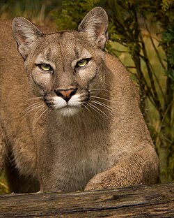 Representación del género Puma y sus características generales