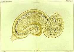 Ilustración del hipocampo del cerebro elaborada por Camillo Golgi