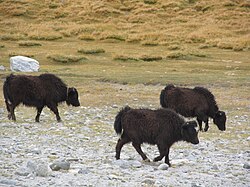 Rebaño de yaks en una región montañosa de la India.