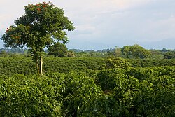 Plantaciones de café distribuidas en terrenos montañosos de Quimbaya, Quindío.