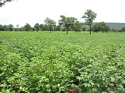 Campo de algodón en Benín