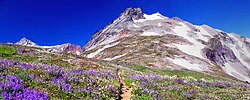 Plantas alpinas en la cordillera de las Cascadas en el estado de Washington.
