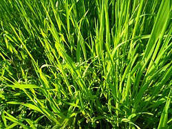 Primer plano de una hierba graminoide de hoja estrecha.