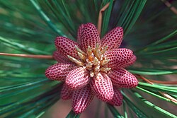 Conos masculinos inmaduros de Pinus ponderosa var. scopulorum
