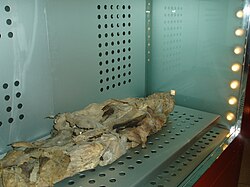 Momia guanche en el Museo de la Naturaleza y el Hombre en Tenerife