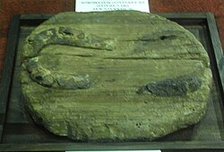 Reliquia de herraduras