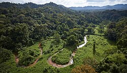 Selva tropical en la Reserva de la biosfera de Río Plátano en Honduras.
