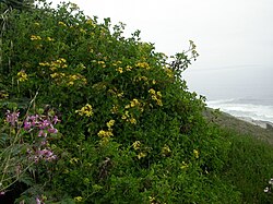 Senecio angulatus