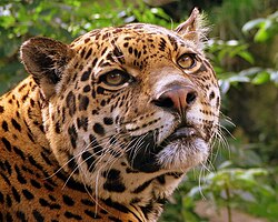 Cráneo de jaguar mostrando mandíbulas potentes