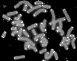 Cromosomas humanos cubiertos por telómeros