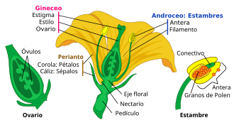 Estructura de una flor con partes masculinas y femeninas.