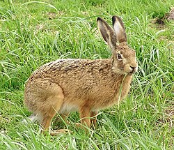 Fotografía detallada de una liebre europea en su hábitat natural