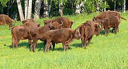 Manada de bisontes en las montañas de Altái