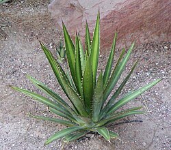 Planta de lechuguilla en el desierto