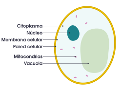 Esquema ilustrativo de la estructura interna de una célula de levadura típica.