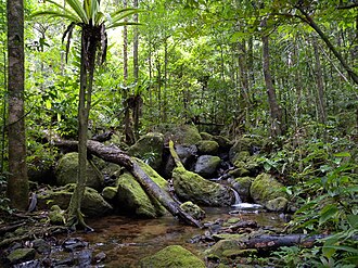 Selva en el Parque nacional de Masoala en Madagascar como fuente de recursos naturales