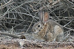 Conejo del desierto con una garrapata en su oreja.