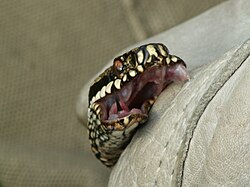 Colmillo erecto de Vipera berus dejando mancha de veneno