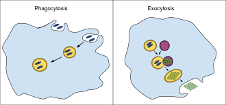 Comparación esquemática entre los procesos celulares de fagocitosis y exocitosis