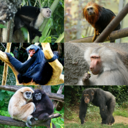 Representación de la tabla taxonómica de los simiiformes