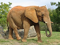 Fotografía de un elefante africano en su entorno natural.