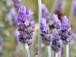 Espigas florales de Lavandula dentata