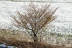 Hamamelis en floración