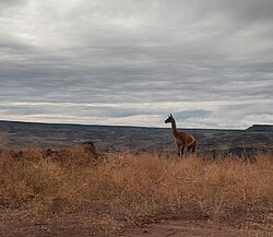 Guanaco Patagónico en la Ruta 40