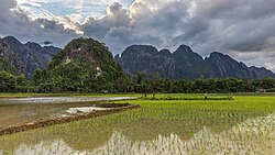 Arrozales en Vang Vieng