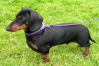 Un dachshund miniatura de pelo corto