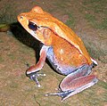 Ejemplar de Clinotarsus curtipes