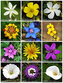 Diversidad de plantas con flores