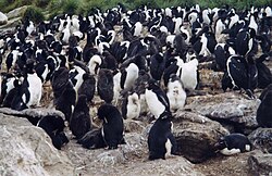 Ejemplo de una colonia de pingüinos sobre rocas