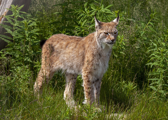 Ilustración comparativa del lince boreal.
