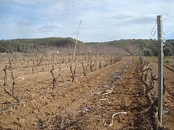 Campo de viña durante las labores de poda en el municipio de Vilafamés.