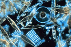 Diatomeas vistas al microscopio